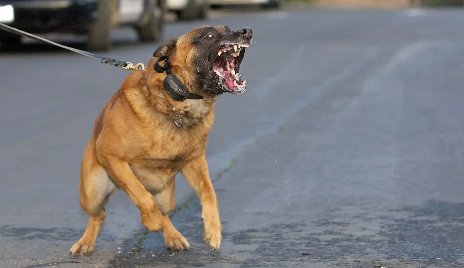 Dog Bites in Arizona – When is Animal Owner Responsible For Injuries?