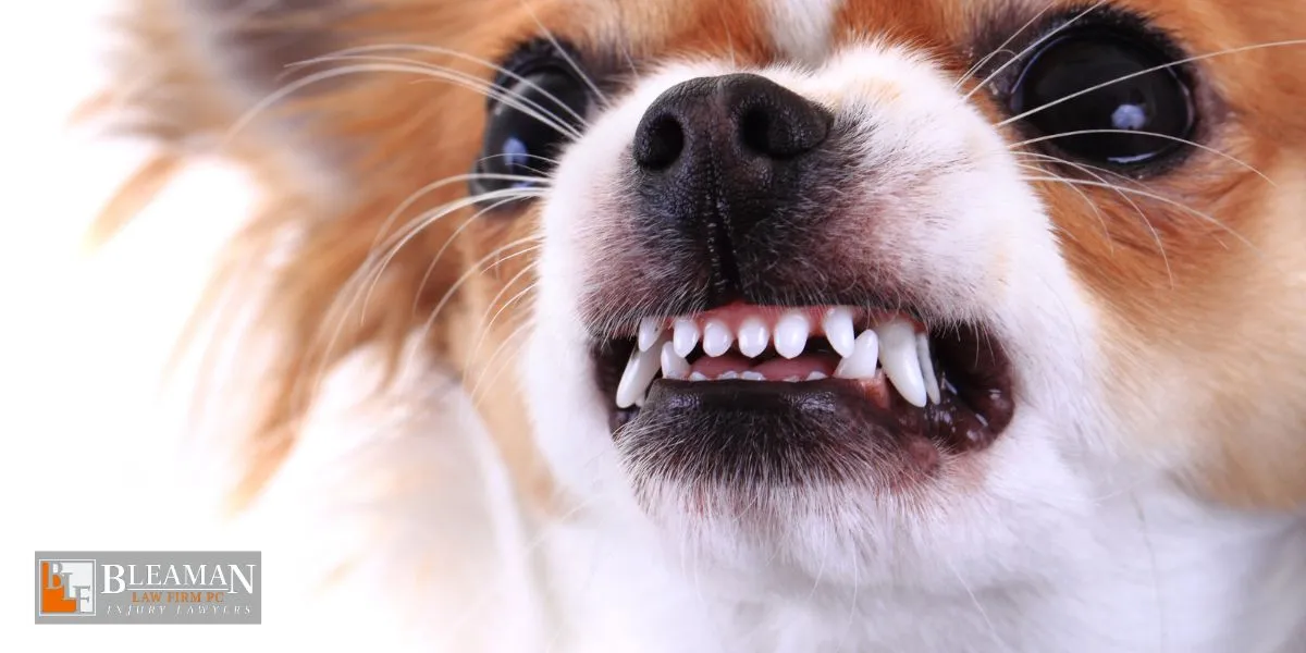 Best Phoenix Dog Bite Lawyer Phoenix Dog Bite Lawyer