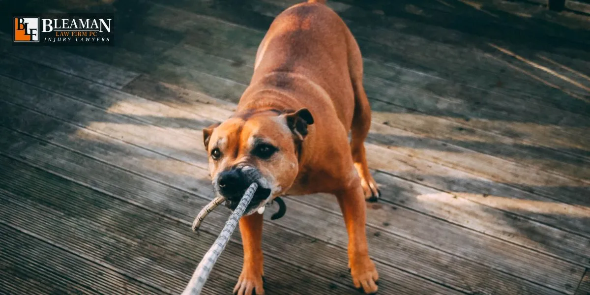 Best Gilbert Dog Bite Lawyer Gilbert Dog Bite Lawyer