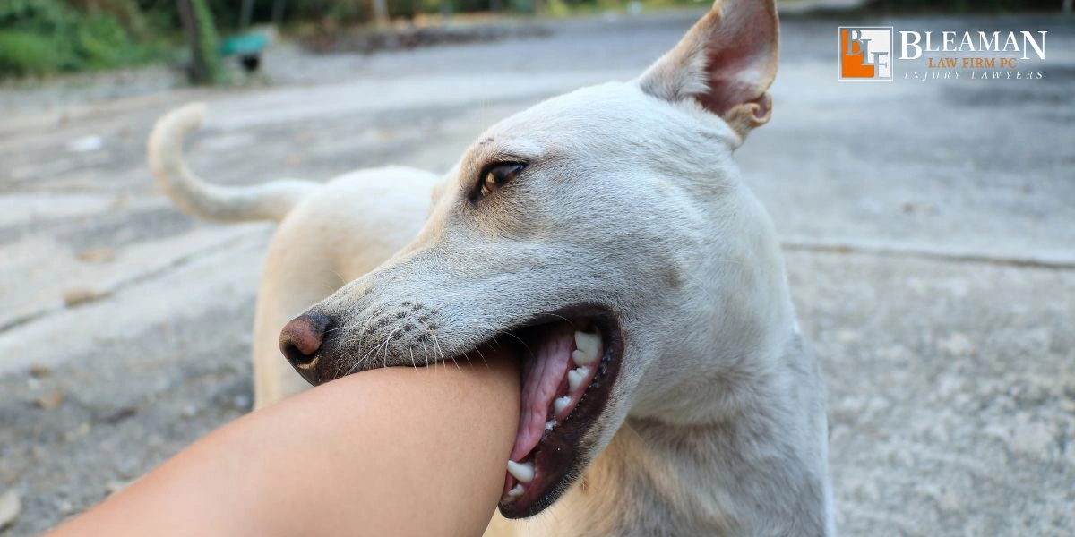 Mesa Dog Bite Lawyer