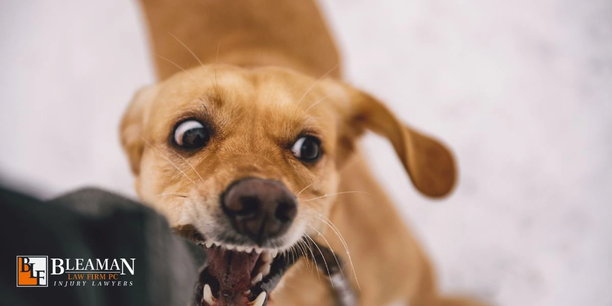 Best Chandler Dog Bite Lawyer Chandler Dog Bite Lawyer